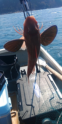 ホウボウの釣果