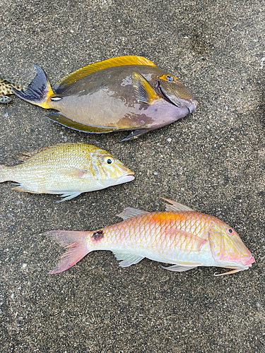 ニセカンランハギの釣果