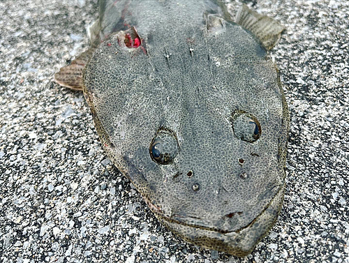 ミナミマゴチの釣果