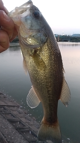 ラージマウスバスの釣果