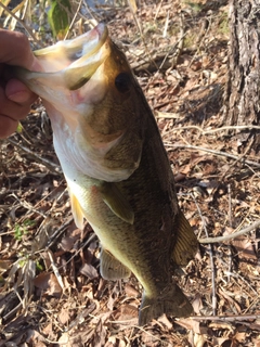 ラージマウスバスの釣果