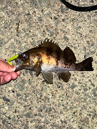 メバルの釣果