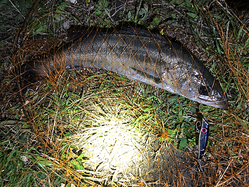 シーバスの釣果