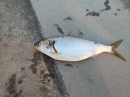 コノシロの釣果