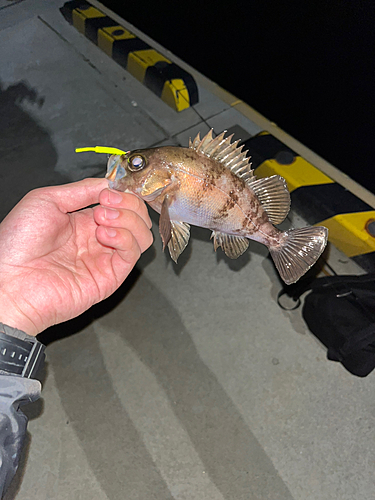 シロメバルの釣果