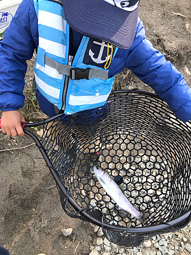 ニジマスの釣果