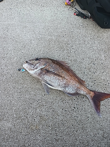 タイの釣果