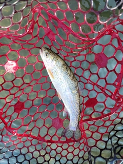 ニジマスの釣果