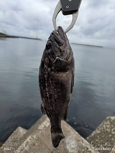 クロソイの釣果