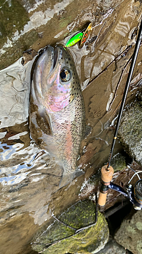 ニジマスの釣果