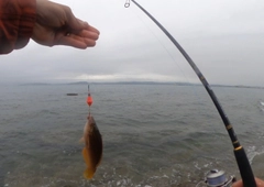 アカササノハベラの釣果