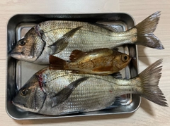 チヌの釣果