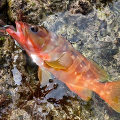 アカハタの釣果