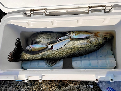 シーバスの釣果