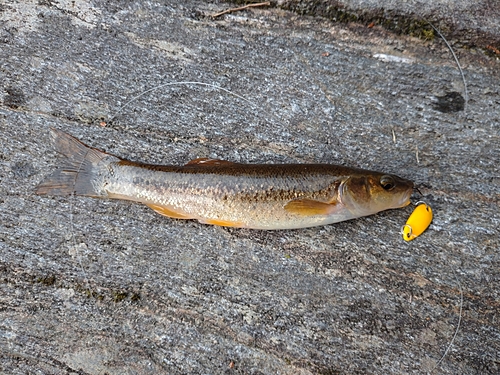 タカハヤの釣果