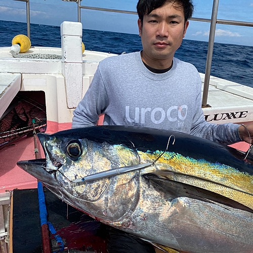 メバチマグロの釣果