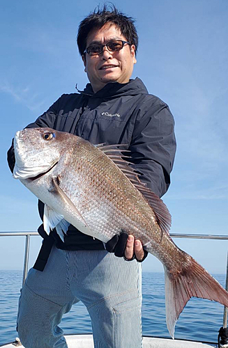 マダイの釣果