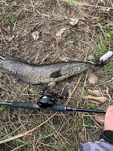 ライギョの釣果