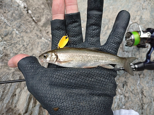 ウグイの釣果