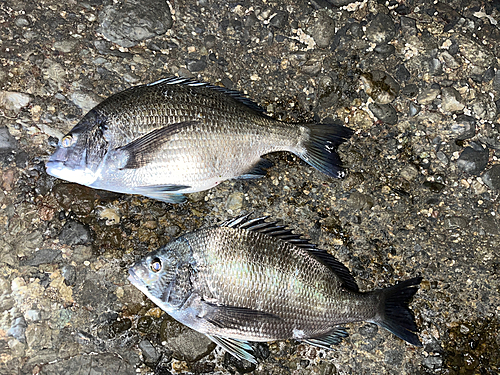 チヌの釣果