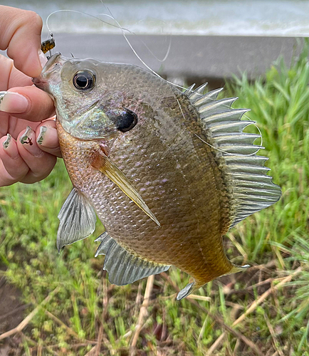 ブルーギルの釣果