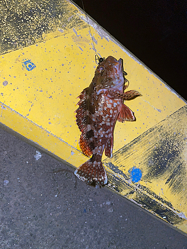 カサゴの釣果