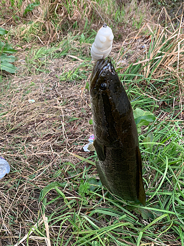 ライギョの釣果