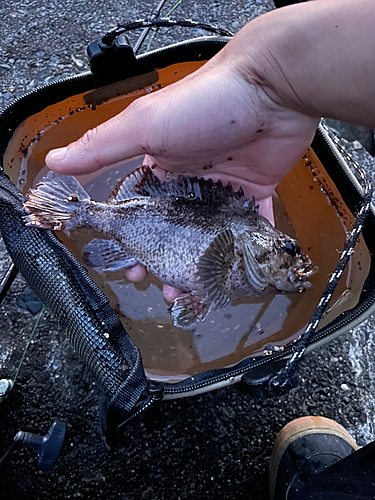 ソイの釣果