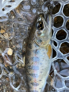 ヤマメの釣果