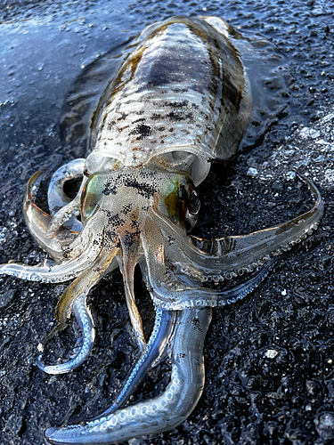 アオリイカの釣果