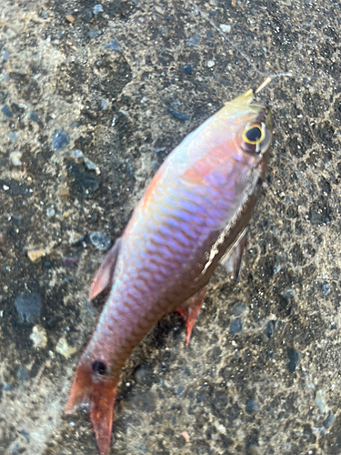 ネンブツダイの釣果