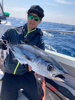 ビンチョウマグロの釣果