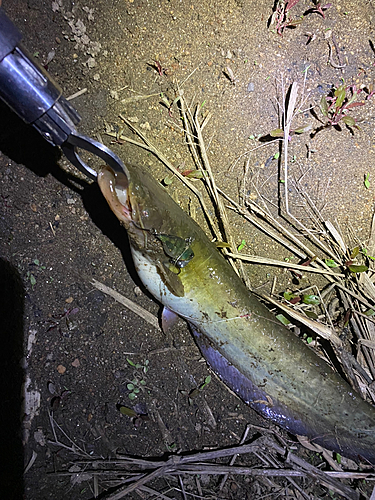 ナマズの釣果