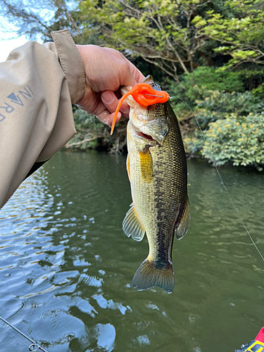 ラージマウスバスの釣果