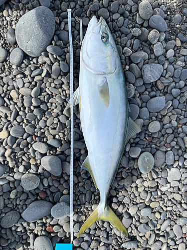 ハマチの釣果