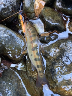 ヤマメの釣果