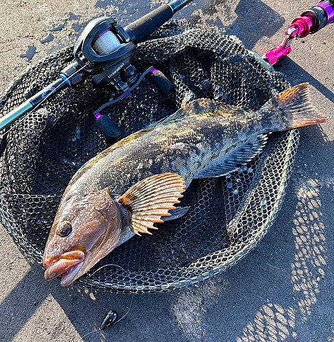 アイナメの釣果