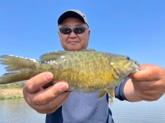 スモールマウスバスの釣果