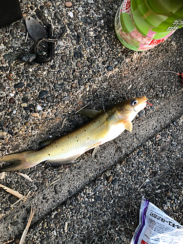 アメリカナマズの釣果