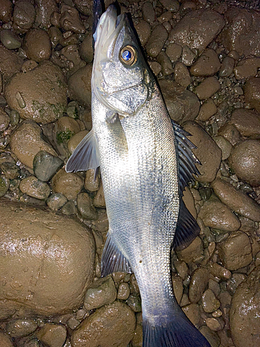 セイゴ（ヒラスズキ）の釣果