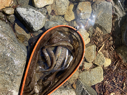 イワナの釣果