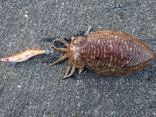 コウイカの釣果