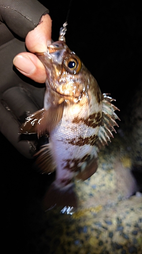 メバルの釣果