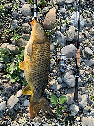 コイの釣果