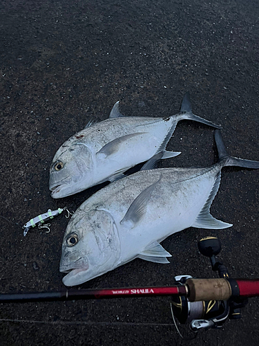 ロウニンアジの釣果