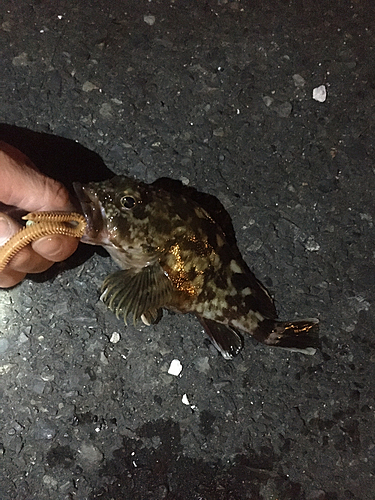 タケノコメバルの釣果