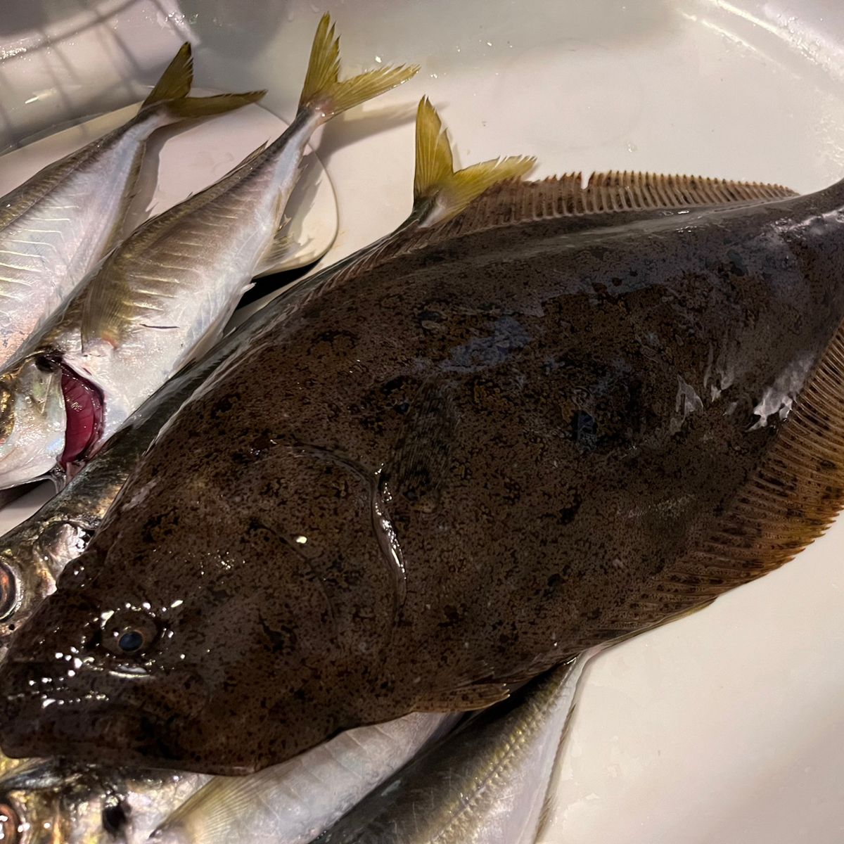 あや🐟さんの釣果 3枚目の画像