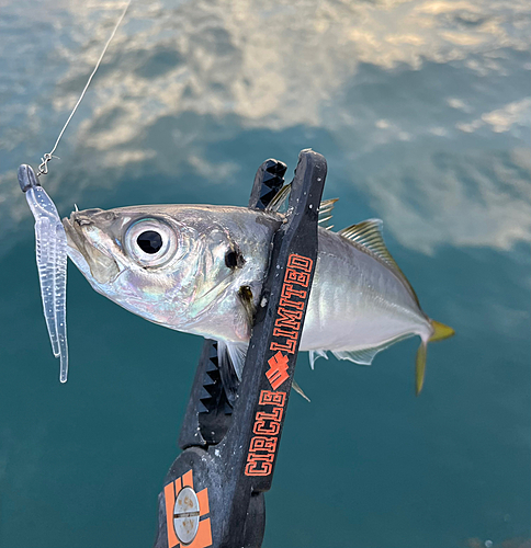 マグロの釣果