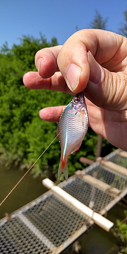 タナゴの釣果