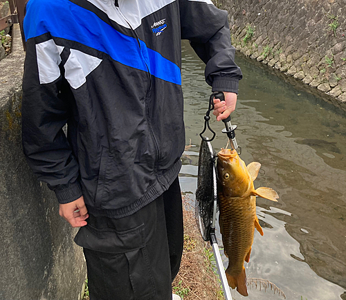 コイの釣果